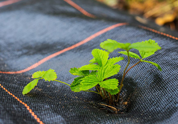 Woven-Groundcover-image02